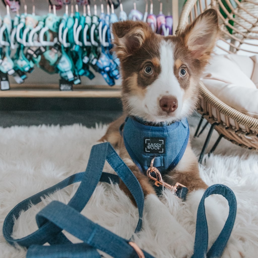 Denim' Dog Fabric Leash